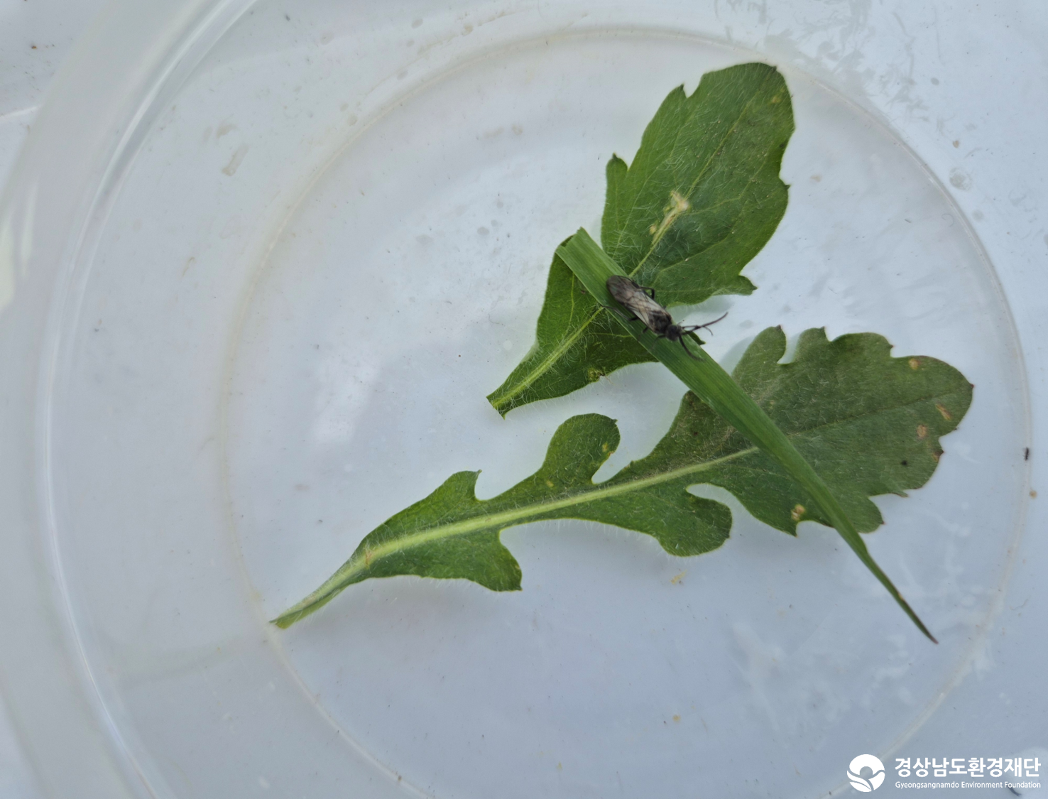 2026년 시민환경과학자 모니터링(3월) - 육상곤충