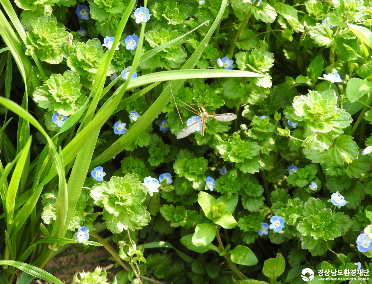 2026년 시민환경과학자 모니터링(3월) - 육상곤충