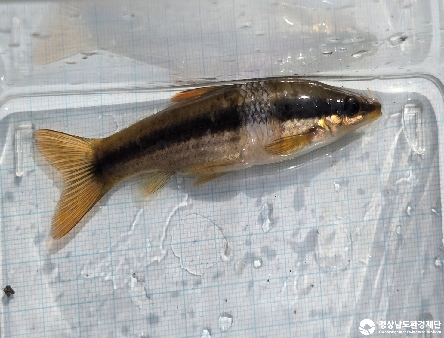 2026년 시민환경과학자 모니터링(3월) - 어류