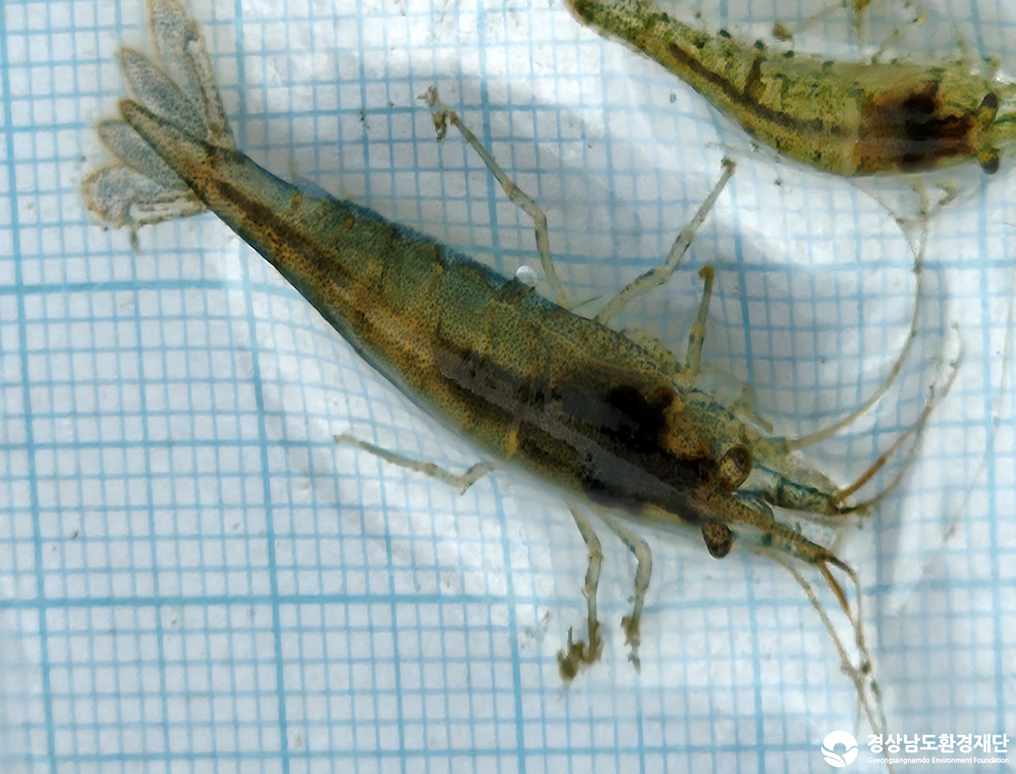 2026년 시민환경과학자 모니터링(3월) - 어류