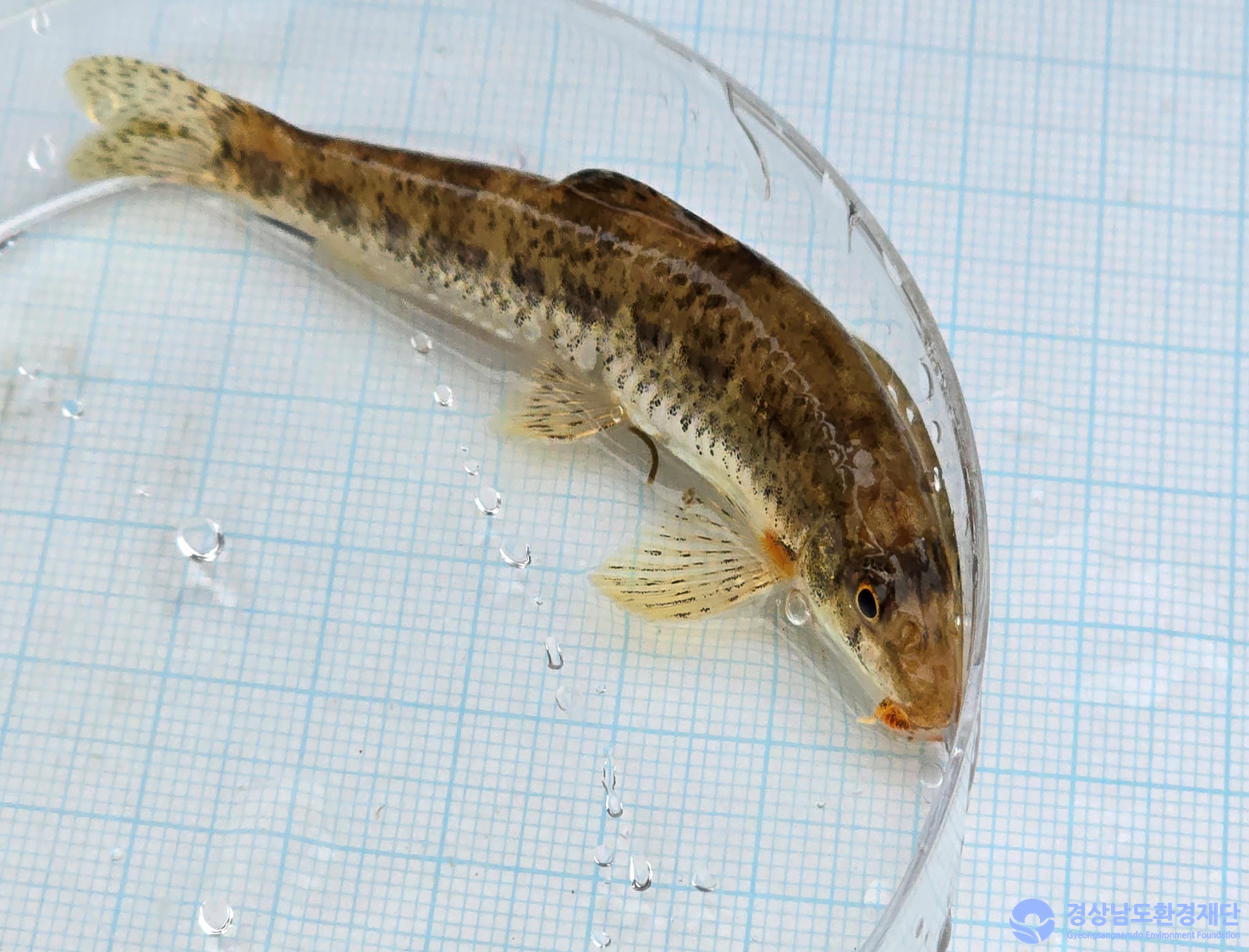 2026년 시민환경과학자 모니터링(3월) - 어류