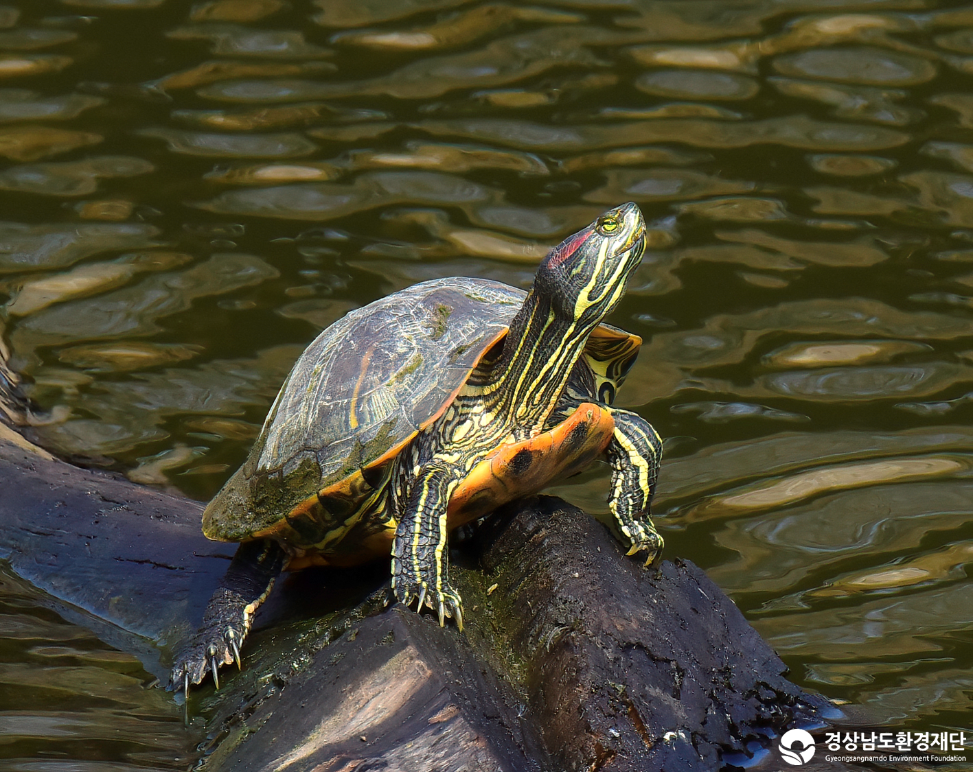 2026년 시민환경과학자 모니터링(3월) - 양서파충류