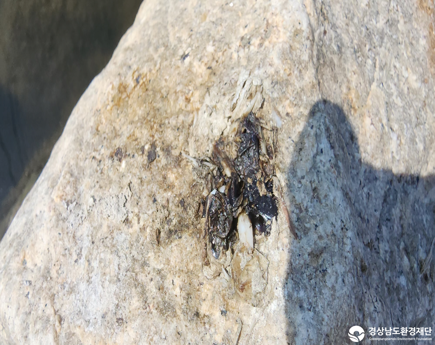 2026년 시민환경과학자 모니터링(3월) - 포유류