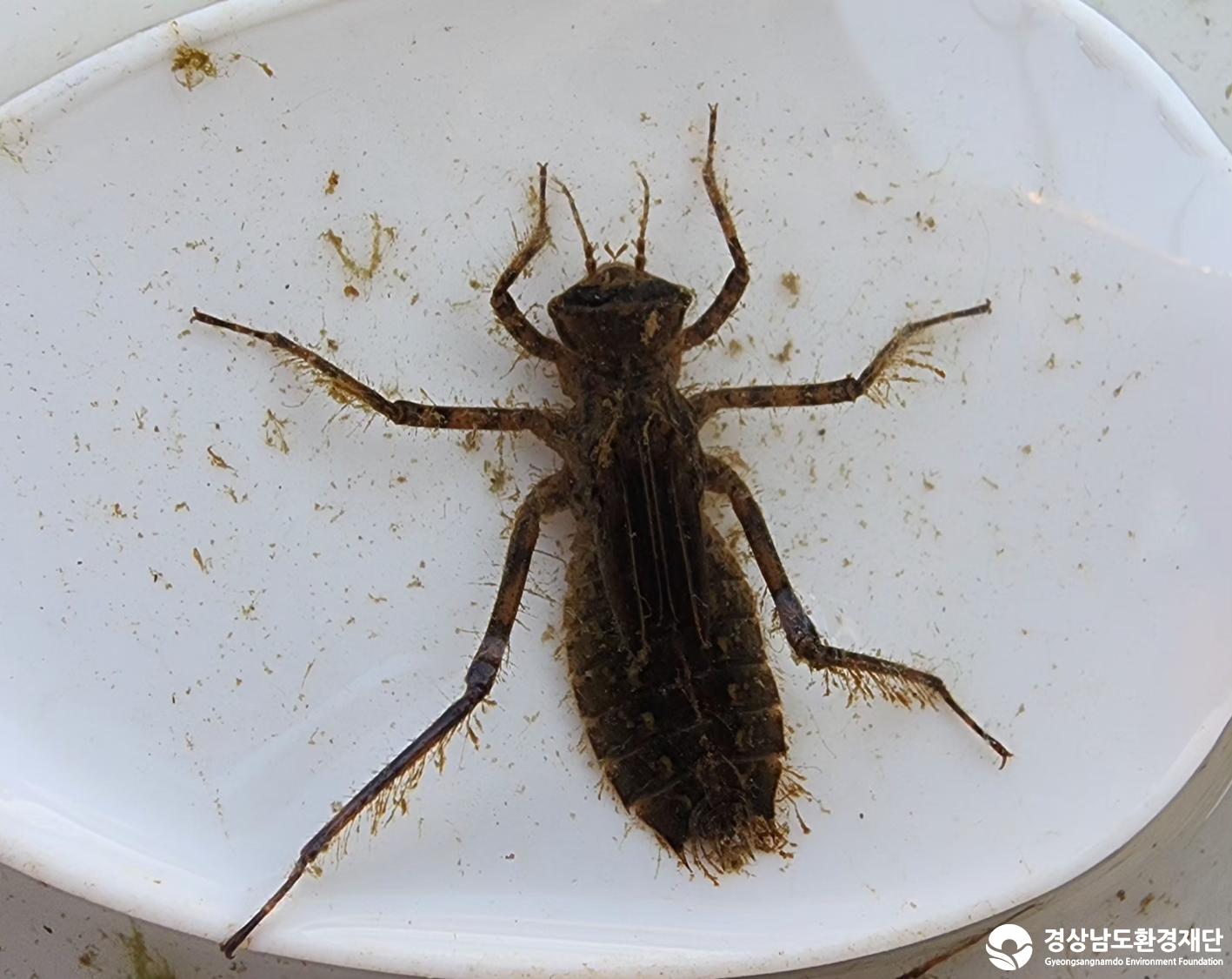 2026년 시민환경과학자 모니터링(3월) - 저서성대형무척추동물(수서곤충