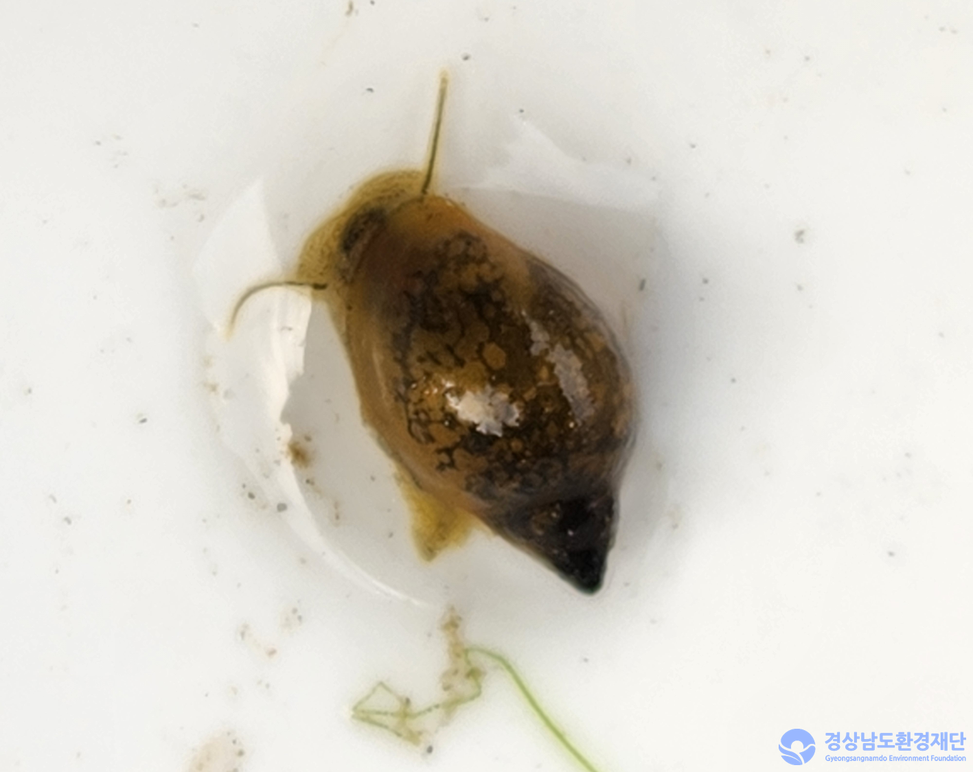 2026년 시민환경과학자 모니터링(3월) - 저서성대형무척추동물(수서곤충